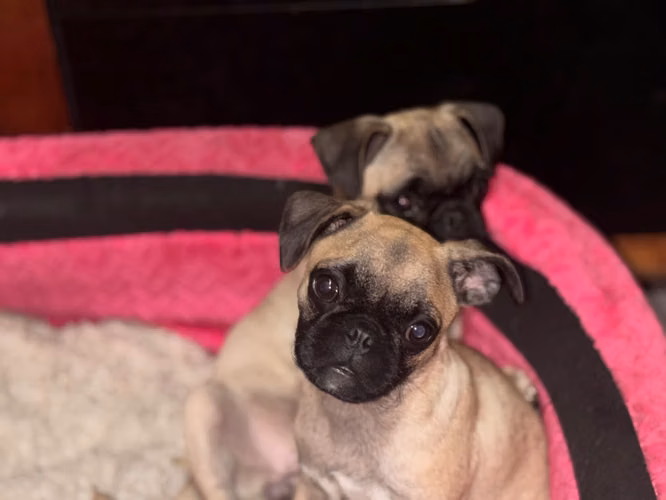 Perritas Pug de 7 meses - Imagen 5