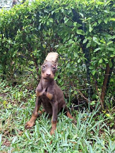 Doberman hembras linea alemana - Imagen 2