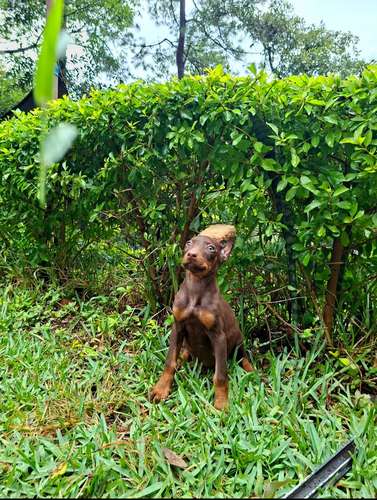 Doberman hembras linea alemana