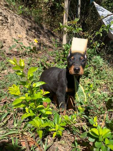 Doberman hembras linea alemana - Imagen 3