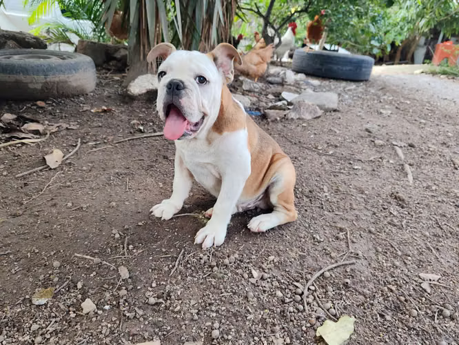 Bulldog ingles  - Imagen 4