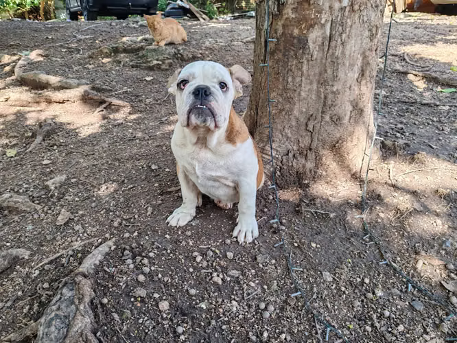 Bulldog ingles  - Imagen 6