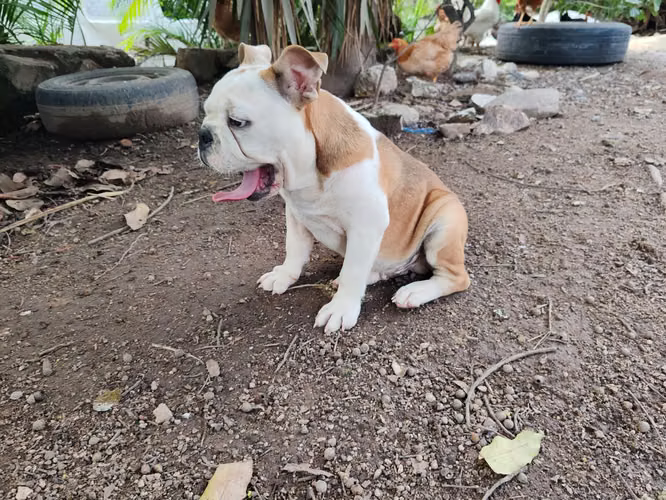 Bulldog ingles  - Imagen 3
