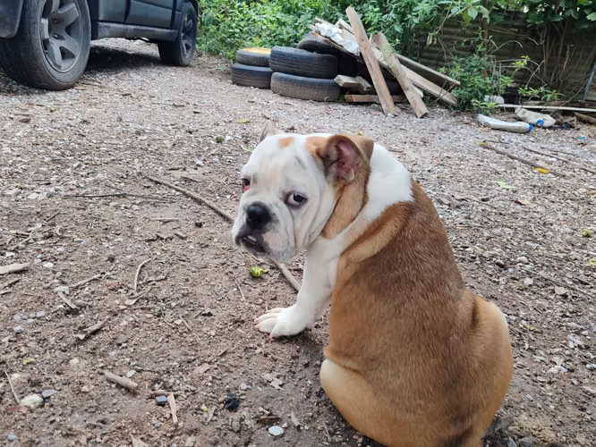 Bulldog ingles 