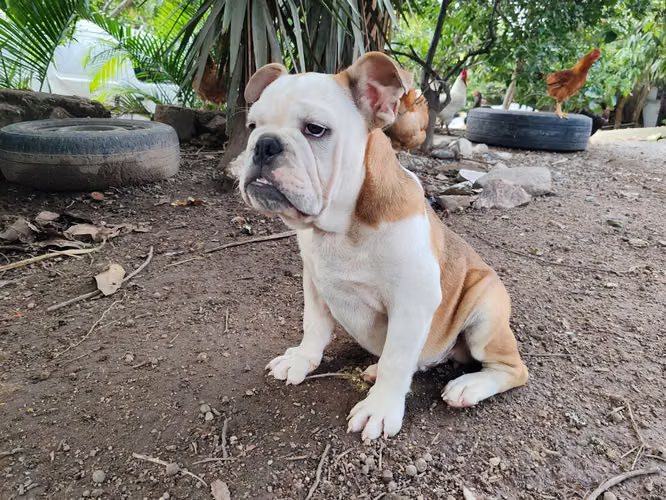 Bulldog ingles  - Imagen 2