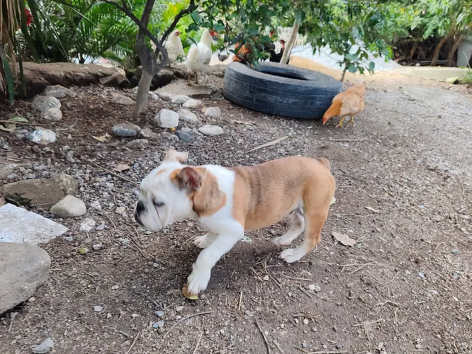 Bulldog ingles  - Imagen 5