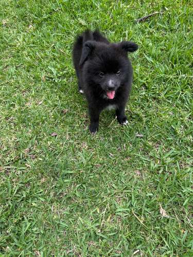 Pomeranian 