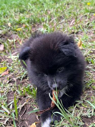 Pomeranian 