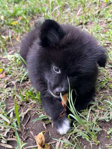 Pomeranian 
