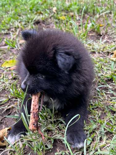 Pomeranian 