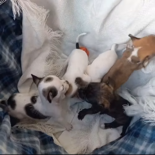 Chihuahuas mini 