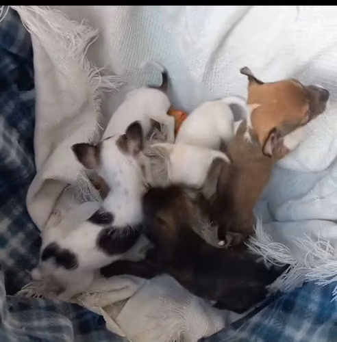 Chihuahuas mini  - Imagen 2