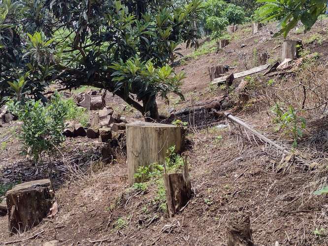 Terreno en Km 24 Carretera a El Salvador - Imagen 1
