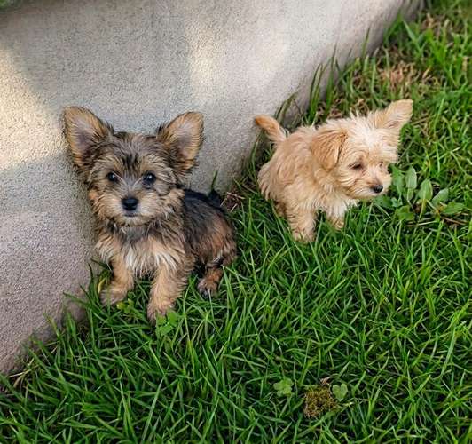 Lindas Yorkies