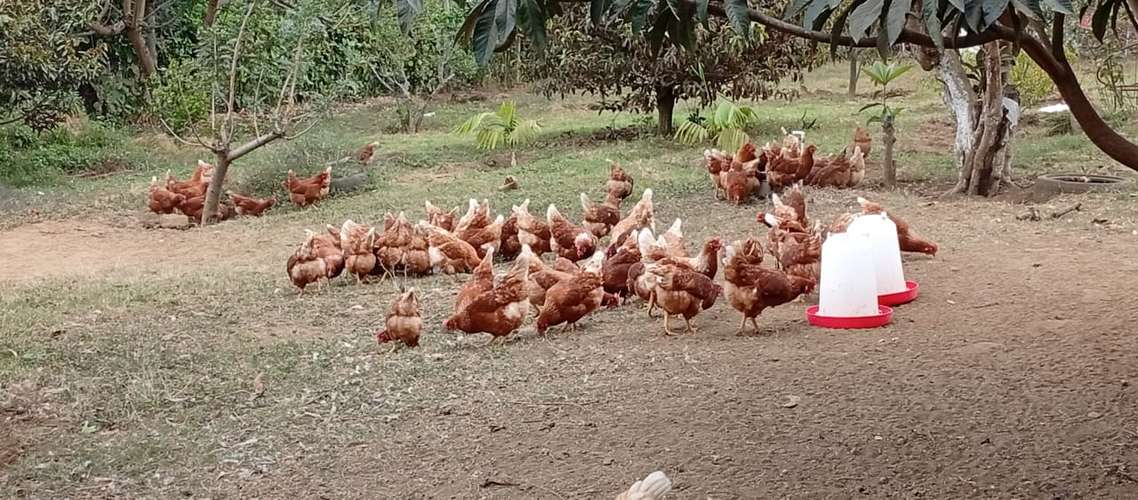 Gallina de desate