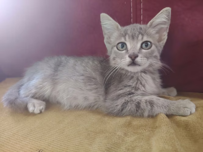 Hermosa Gatita Angora 