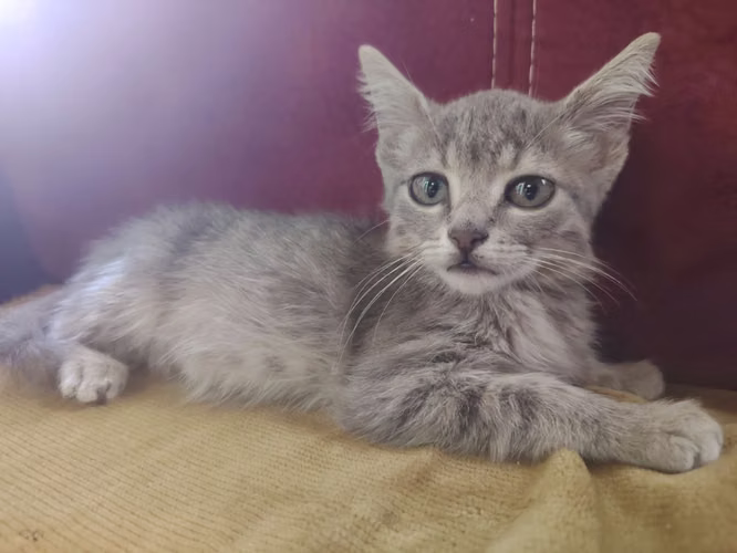 Hermosa Gatita Angora  - Imagen 2