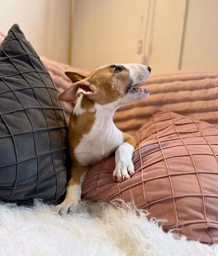 Bullterrie ingles  - Imagen 3