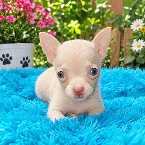 Chihuahua  - Imagen 2