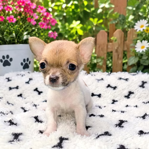 Chihuahua 