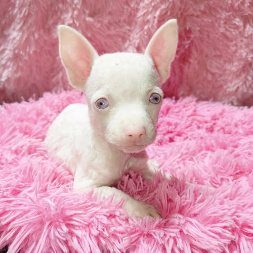 Chihuahua albino 