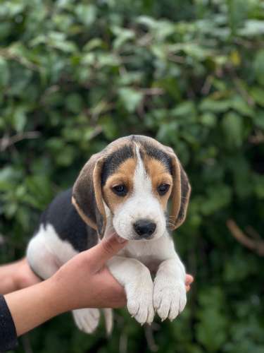 Beagle 