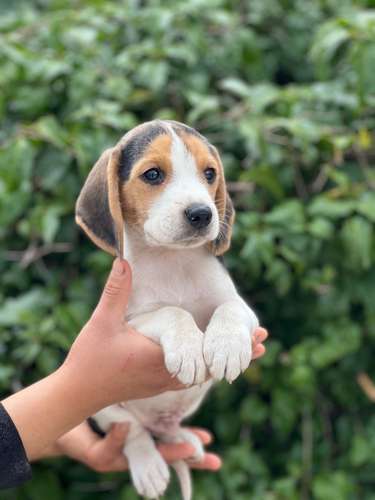 Beagle  - Imagen 3