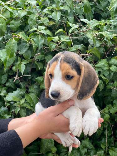 Beagle  - Imagen 2