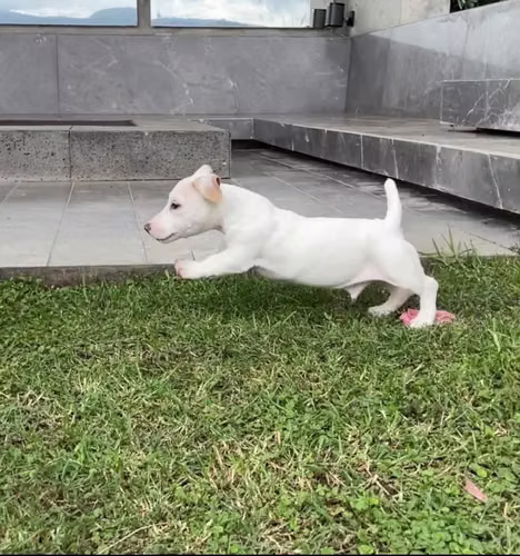 Jack Russell Terrier  - Imagen 2