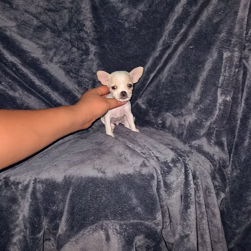 Chihuahua de bolsillo  - Imagen 3