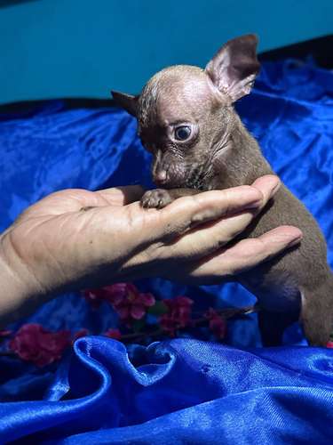 Chihuahua