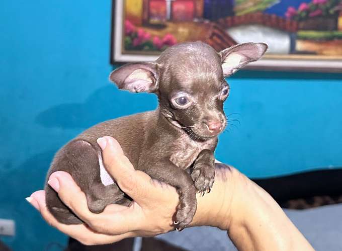 Chihuahua