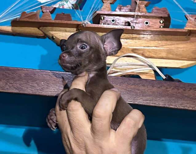 Chihuahua