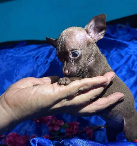 Chihuahua