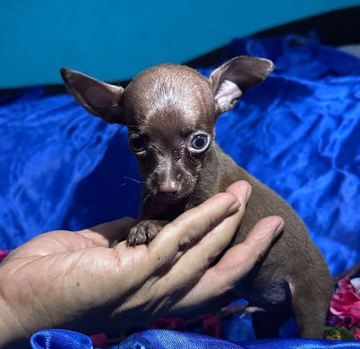 Chihuahua