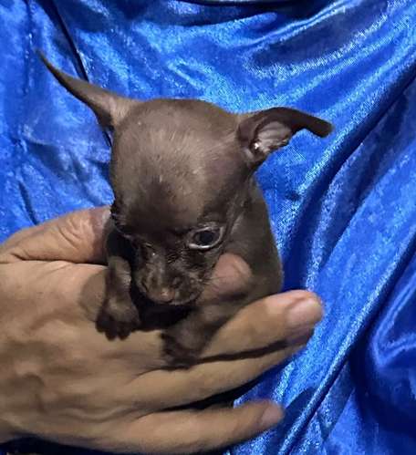 Chihuahua