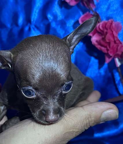 Chihuahua