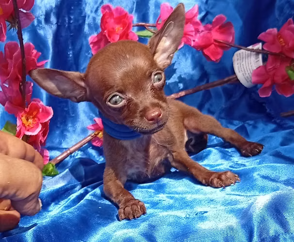 Chihuahua