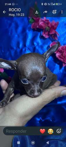 Chihuahua