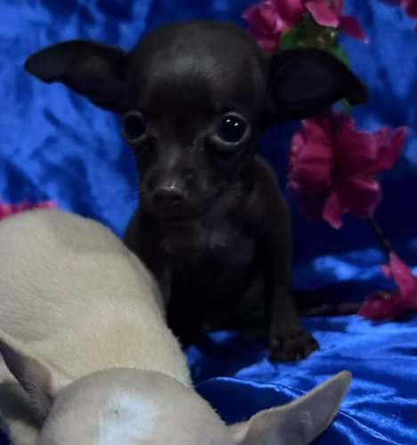 Chihuahua