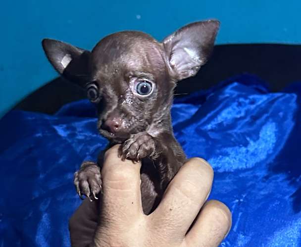 Chihuahua