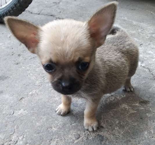 Chihuahuas mini