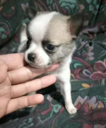 Chihuahuas mini - Imagen 6