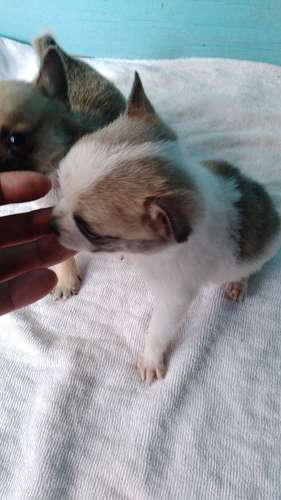 Chihuahuas mini - Imagen 4