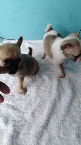 Chihuahuas mini - Imagen 3