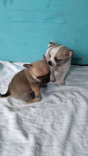 Chihuahuas mini - Imagen 2