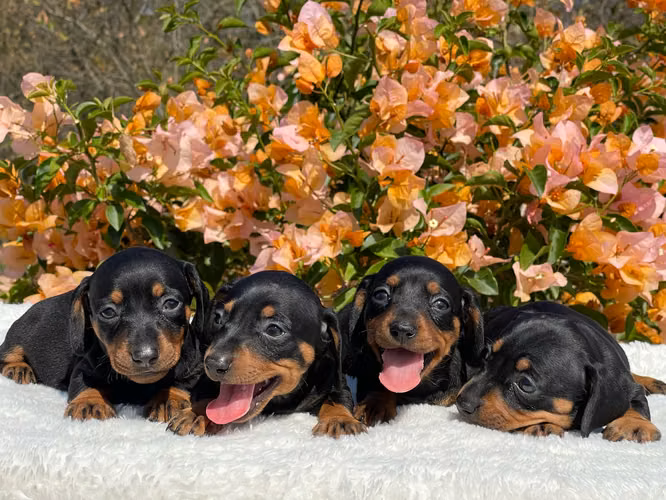 Dachshund  - Imagen 3