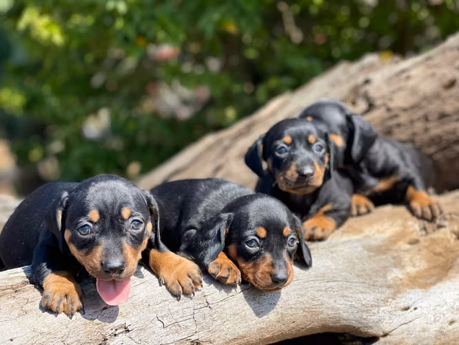 Dachshund  - Imagen 4