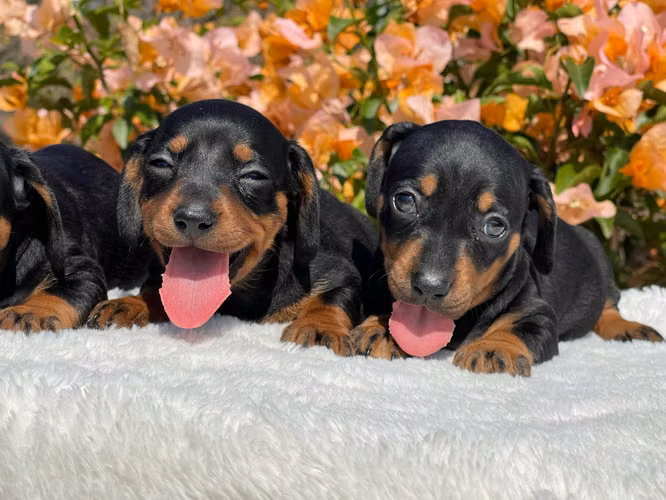 Dachshund  - Imagen 5
