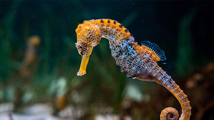 únicos y esclusivos caballitos de mar 